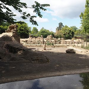 Barbary sheep and Gelada exhibit, 2025-05-22