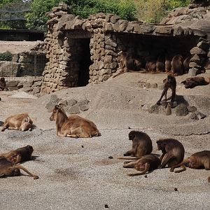 Barbary sheep (Ammotragus lervia) and Geladas (Theropithecus gelada), 2025-05-22