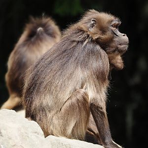 Gelada (Theropithecus gelada), 2025-05-22