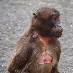 Gelada (Theropithecus gelada), 2025-05-22