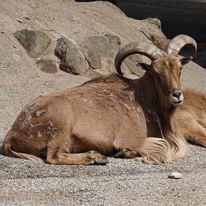 Barbary sheep (Ammotragus lervia), 2025-05-22