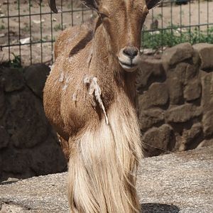 Barbary sheep (Ammotragus lervia), 2025-05-22