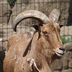 Barbary sheep (Ammotragus lervia), 2025-05-22