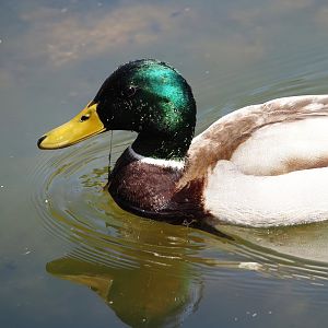Wild Mallard drake (Anas platyrhynchos), 2025-05-22