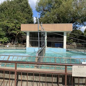 South American Sea Lion Enclosure (Himeji City Zoo)