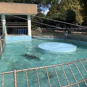 South American Sea Lion (Himeji City Zoo)