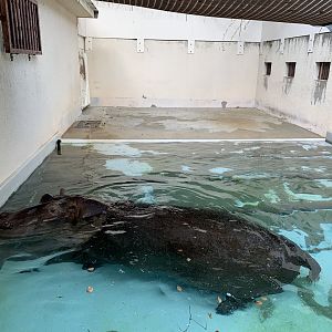 Common Hippo (Himeji City Zoo)