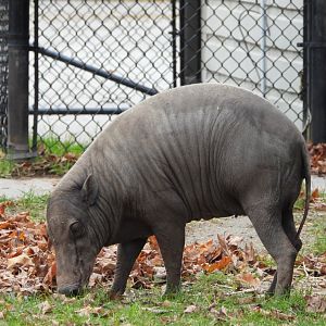 Babirusa