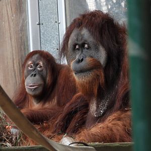 Sumatran orangutans