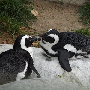 African penguins