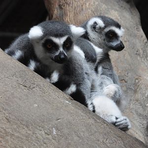 Ring-tailed lemurs