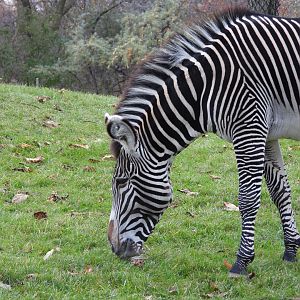 Grevy's zebra