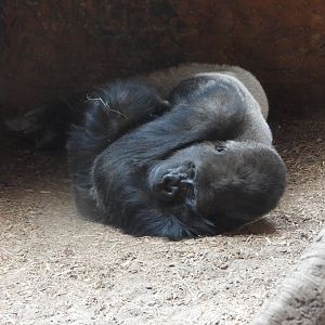 Western lowland gorilla