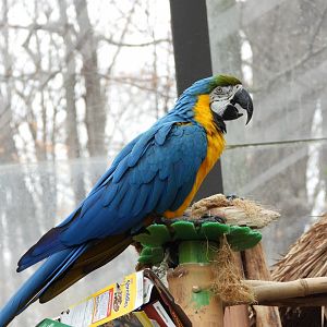 Blue-and-yellow macaw