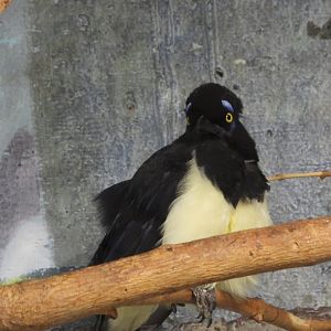 Plush-crested jay