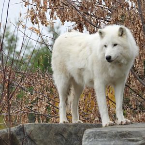 Arctic wolf