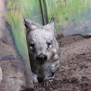 Southern hairy-nosed wombat