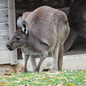 Western grey kangaroo