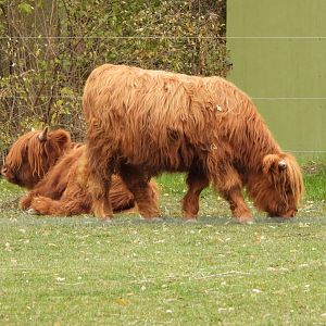 Highland cattle