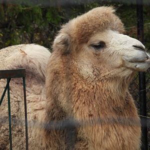 Bactrian camel