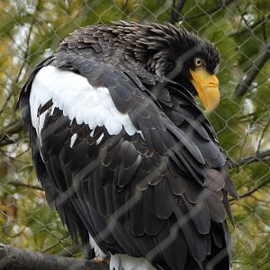 Steller's sea eagle
