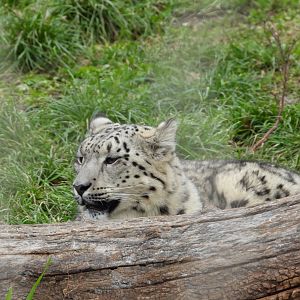 Snow leopard