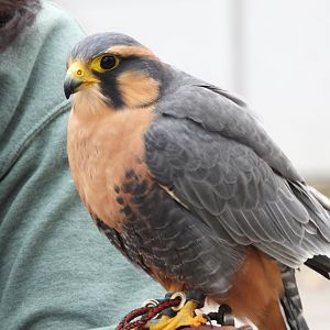 Aplomado falcon
