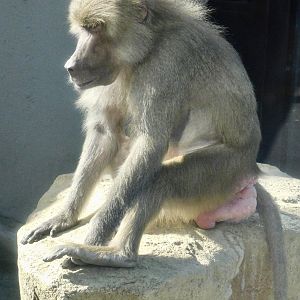 Hamadryas Baboon (Papio hamadryas) - Tobu Zoo November 15, 2025