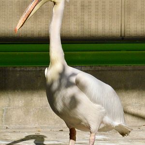 Great White Pelican (Pelecanus onocrotalus) - Tobu Zoo November 15, 2025