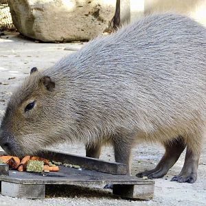 Capybara (Hydrochoerus hydrochaeris) - Tobu Zoo November 15, 2025