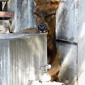 Wapiti (Cervus canadensis) - Tobu Zoo November 15, 2025