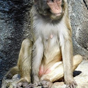 Rhesus Macaque (Macaca mulatta) - Tobu Zoo November 15, 2025