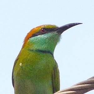 Green bee-eater