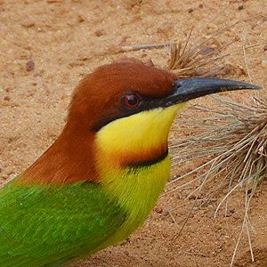 Chestnut-headed bee-eater