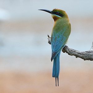 Blue-tailed bee-eater (?)
