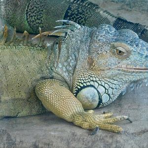 Green Iguana (Iguana iguana) - Tobu Zoo November 15, 2025
