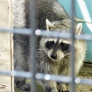 Northern Raccoon (Procyon lotor) - Tobu Zoo November 15, 2025