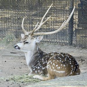 Axis Deer (Axis axis) - Tobu Zoo November 15, 2025