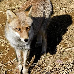 Japanese Red Fox (Vulpes vulpes japonica) - Tobu Zoo November 15, 2025