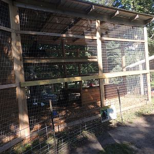 tiny black bear exhibit