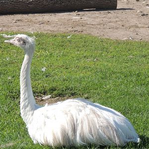 white rhea