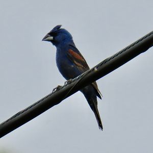 Blue Grosbeak (Passerina caerulea)