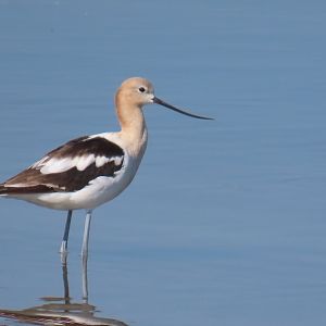 American Avocet (Recurvirostra americana)