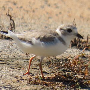 Piping Plover (Charadrius melodus)