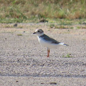 Piping Plover (Charadrius melodus)