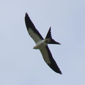 Swallow-tailed Kite (Elanoides forficatus)
