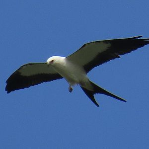 Swallow-tailed Kite (Elanoides forficatus)