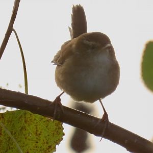 Marsh Wren (Cistothorus palustris)