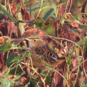 Sedge Wren (Cistothorus stellaris)