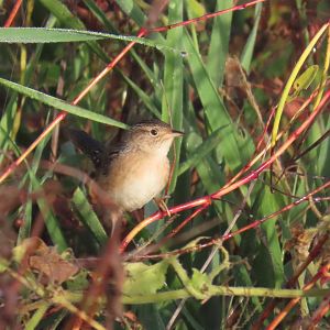 Sedge Wren (Cistothorus stellaris)